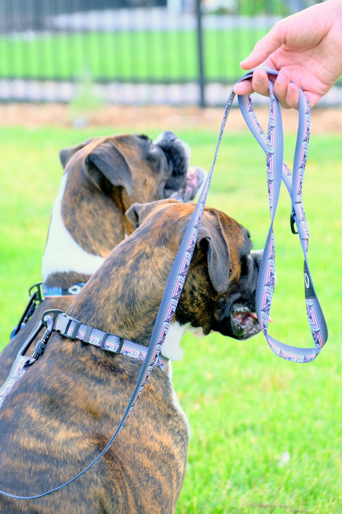 Nylon Dog Leash