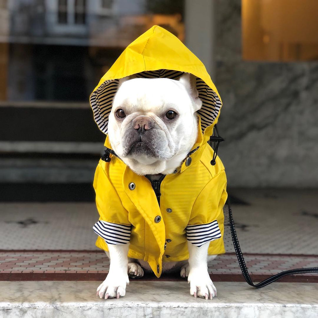 Raincoat