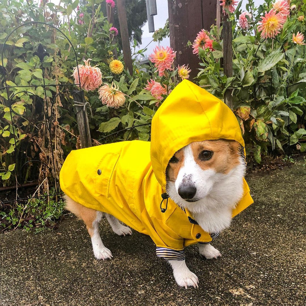 Raincoat