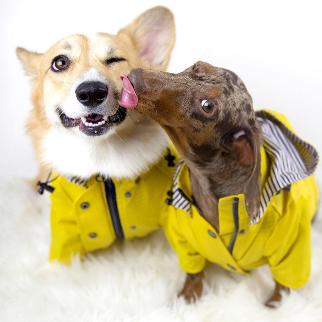 Raincoat