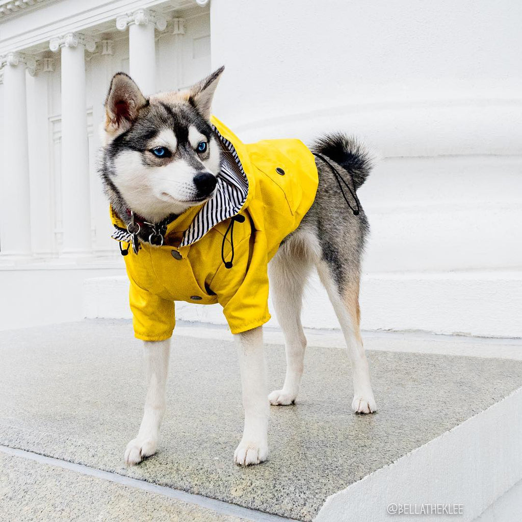 Raincoat