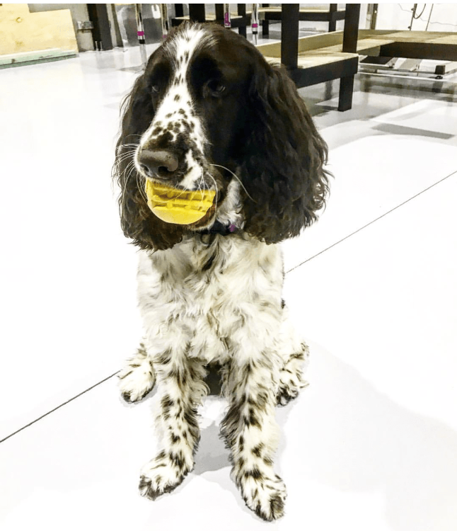 Industrial Ball Chew Toy for Heavy Chewers