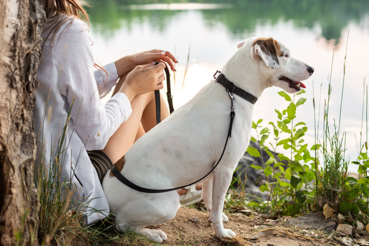 Quick-Release Leather Collar