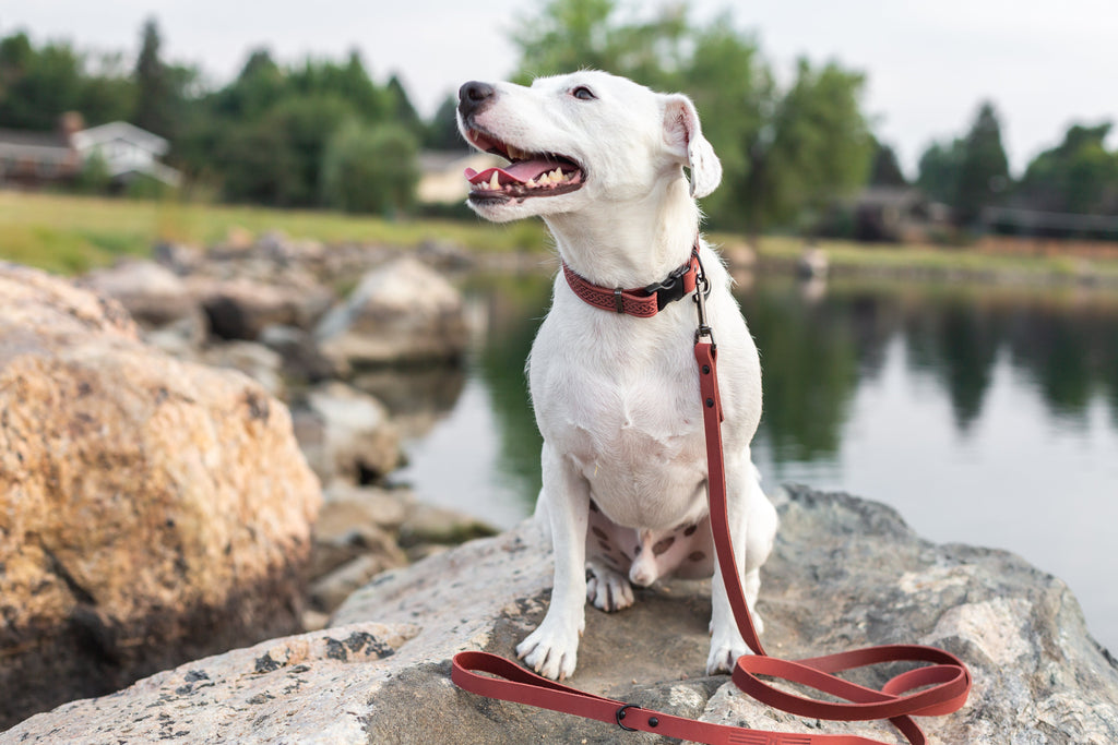Quick-Release Leather Collar