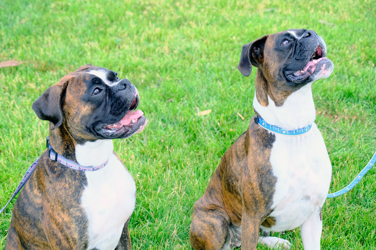 Nylon Dog Leash