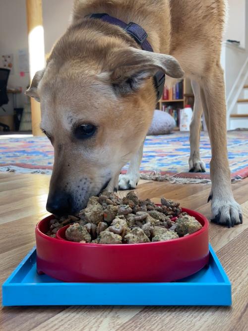 Suction Cup Holder Bowls & Lick Mats