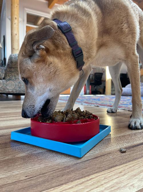 Suction Cup Holder Bowls & Lick Mats