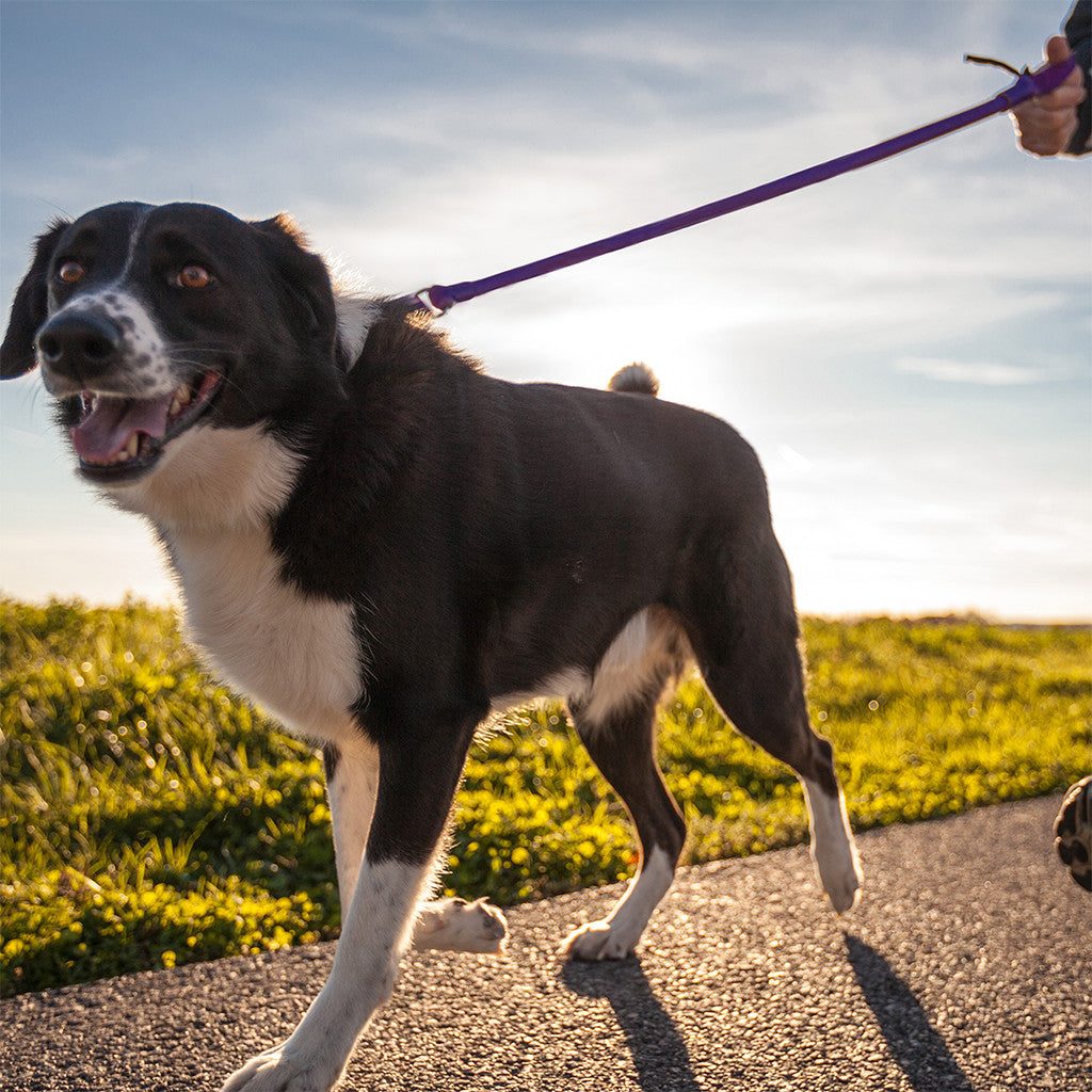 WUNDERleash – No-Pull Dog Leash