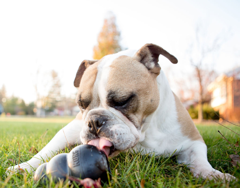 KONG Extreme Treat-Stuffing Toy