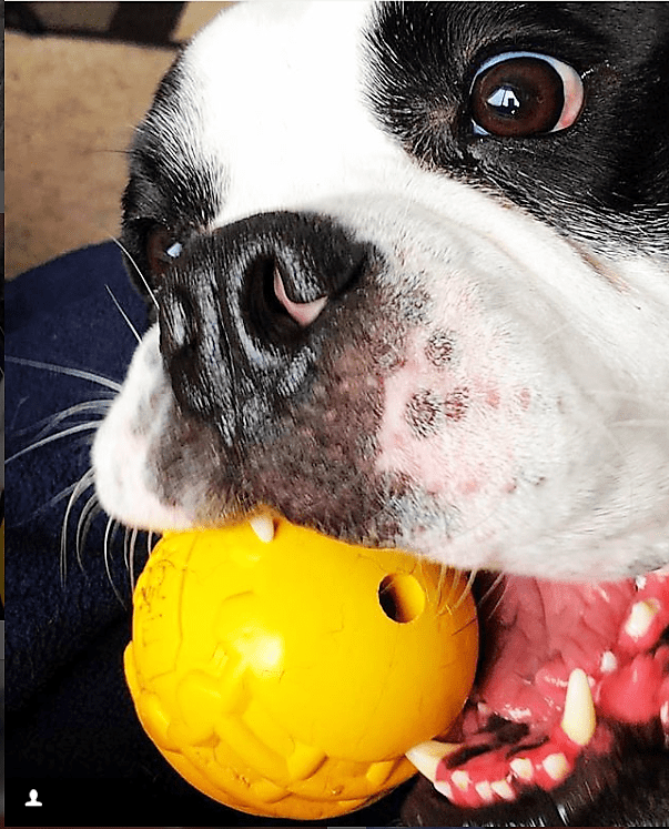 Industrial Ball Chew Toy for Heavy Chewers
