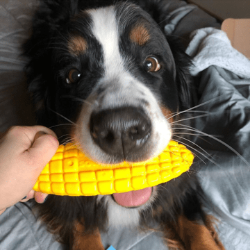 Corn on the CobToy for Aggressive Chewers