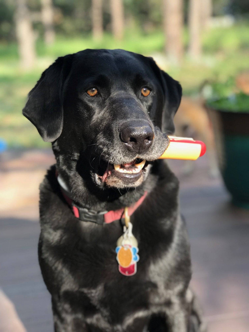 Hot Dog Nylon Dog Toy