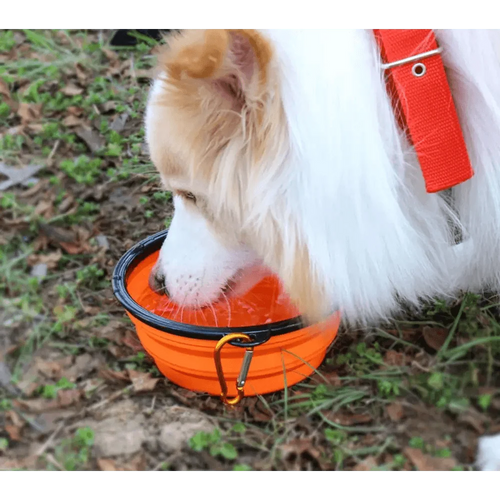 Colorful Collapsible Silicone Dog Food Water Bowl